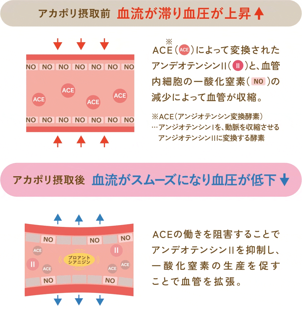 血圧低下のしくみ