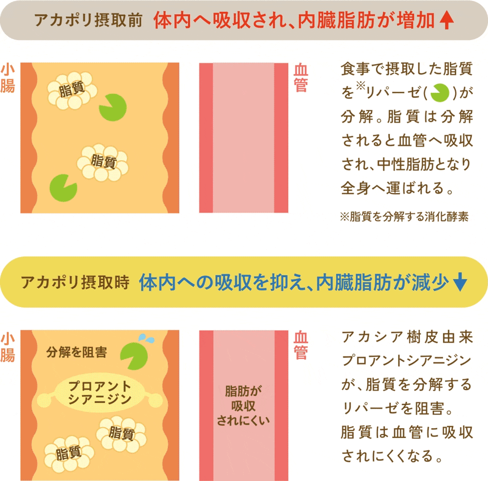 脂質の分解を防ぎ、体内への脂肪の吸収を抑制