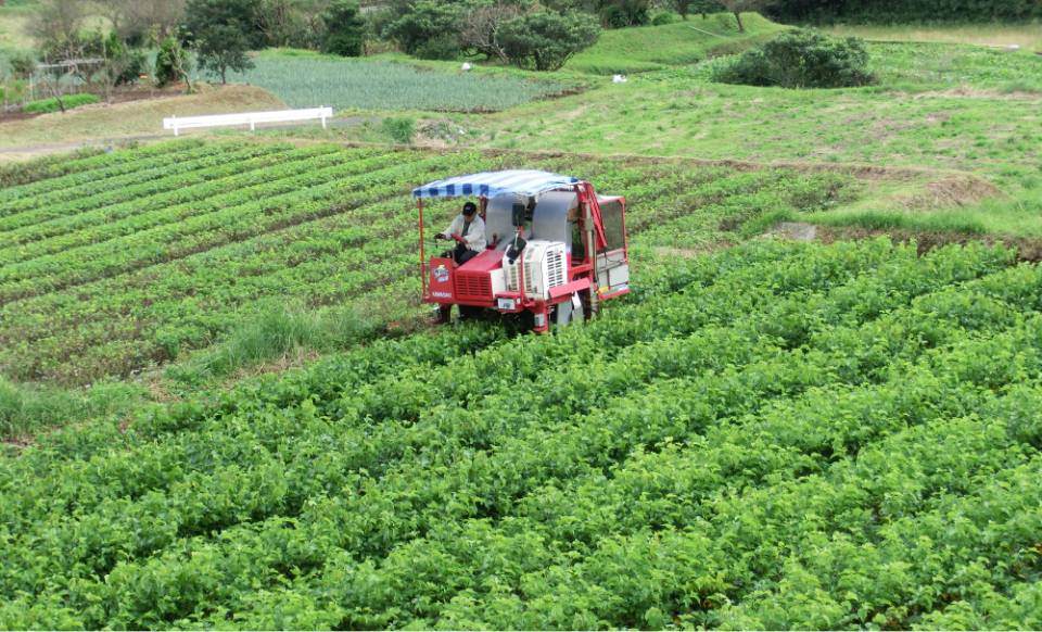 桑の葉の「イミノシュガー」