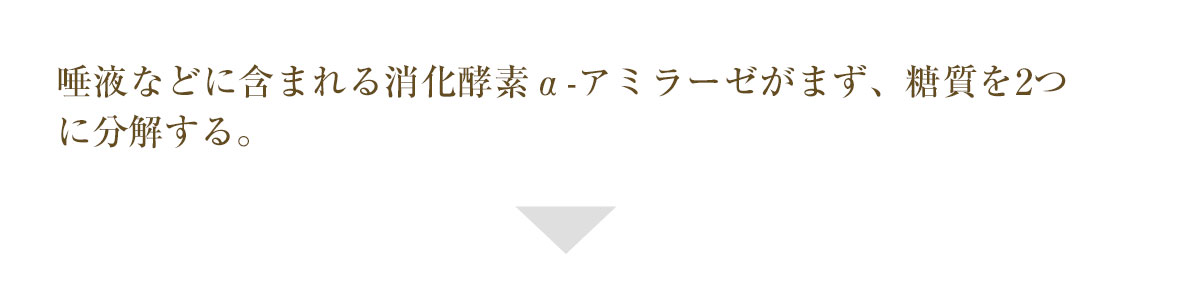 唾液などに含まれる消化酵素α-アミラーゼがまず、糖質を2つに分解する。