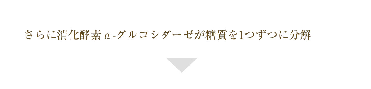 さらに消化酵素α-グルコシダーゼが糖質を1つずつに分解