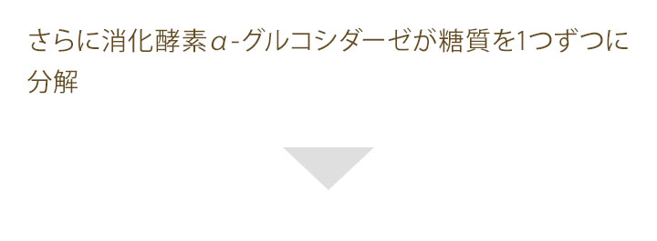 さらに消化酵素α-グルコシダーゼが糖質を1つずつに分解