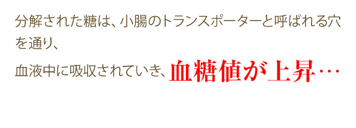 分解された糖は、小腸のトランスポーターと呼ばれる穴を通り、血液中に吸収されていき、血糖値が上昇・・・