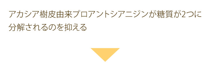 アカシア樹皮由来プロアントシアニジンが糖質が2つに分解されるのを抑える