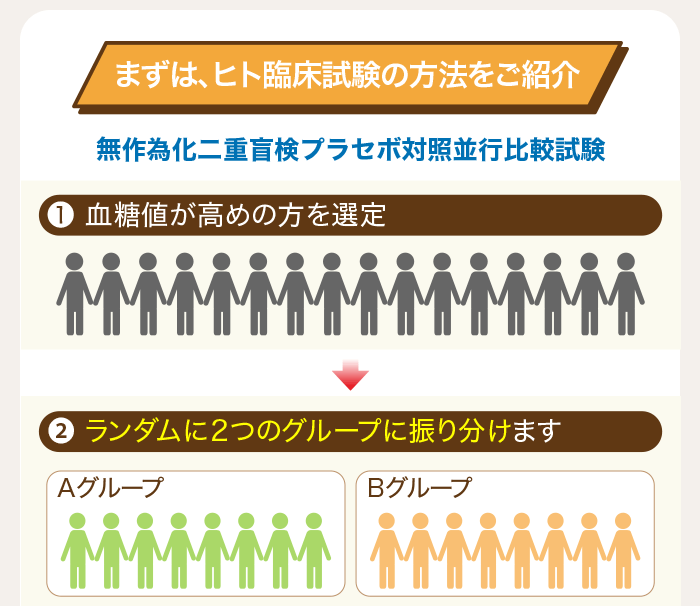 まずは、ヒト臨床試験の方法をご紹介 1.血糖値が高めの方を選定 2.ランダムに2つのグループに振り分けます