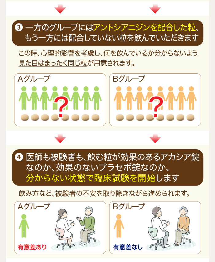 3.一方のグループにはアントシアニジンを配合した粒、もう一方には配合していない粒を飲んでいただきます 4.医師も被験者も、飲む粒が効果のあるアカシア錠なのか、効果のないプラセボ錠なのか、分からない状態で臨床試験を開始します