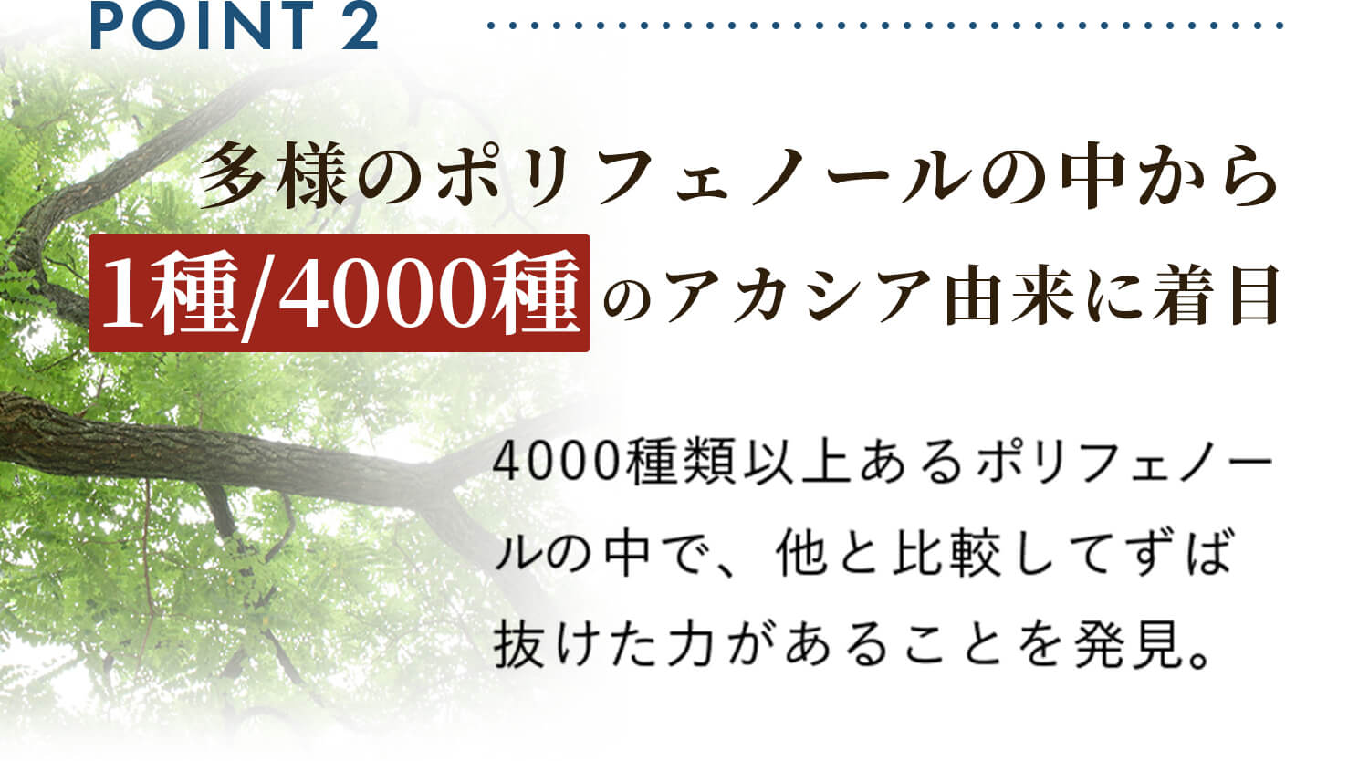 多様のポリフェノールの中から1種/4000種のアカシア由来に着目