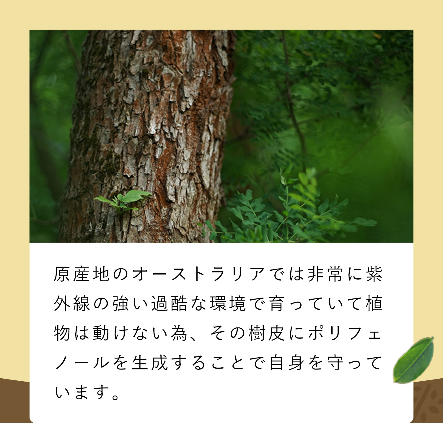 樹皮にポリフェノールを生成することで自身を守っています。