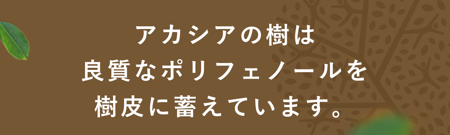 アカシアの樹は良質なポロフェノールを樹皮に蓄えています。