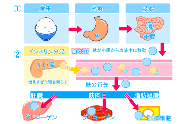 糖代謝の流れを説明した図