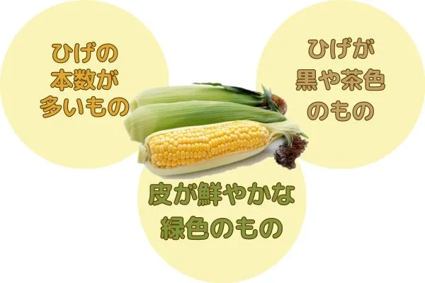 美味しいとうもろこしの見分け方の画像