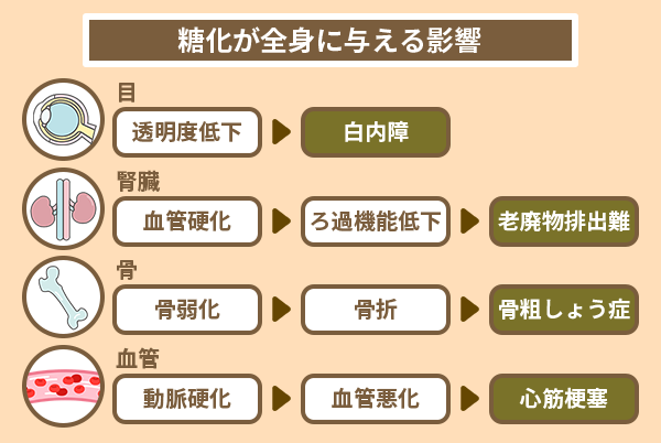 糖化が全身に与える影響