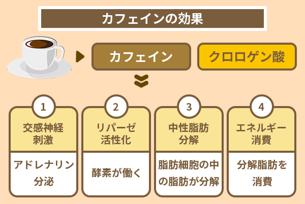 カフェインの効果
