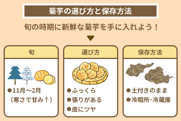 菊芋の選び方と保存方法