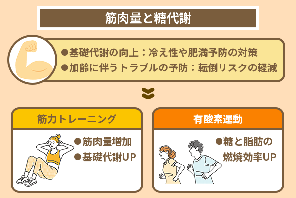 筋肉量と糖代謝