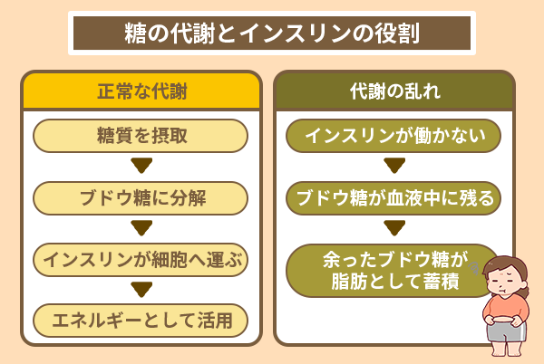 糖の代謝とインスリンの役割