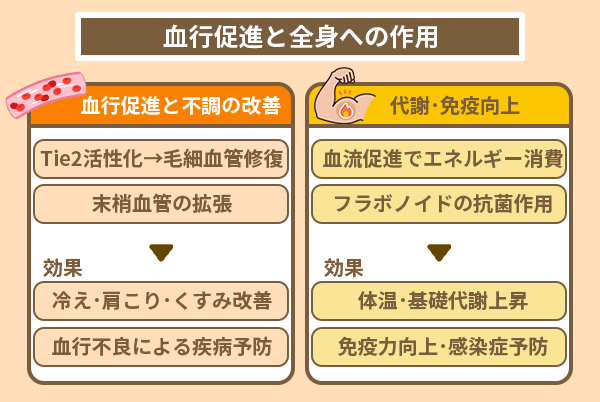 血行促進と全身への作用