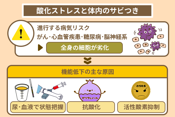 酸化ストレスと体内のサビつき