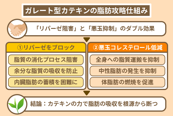 ガレート型カテキンの脂肪攻略仕組み