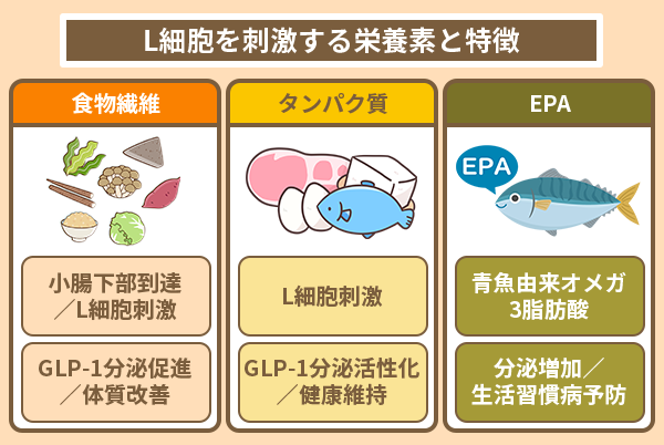 L細胞を刺激する栄養素と特徴
