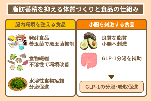 脂肪蓄積を抑える体質づくりと食品の仕組み