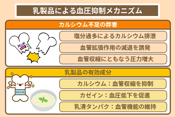 乳製品による血圧抑制メカニズム