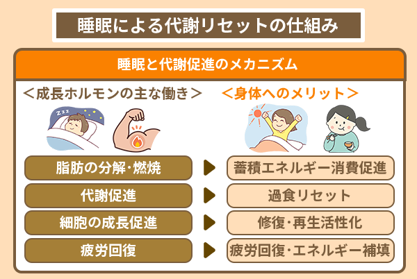 睡眠による代謝リセットの仕組み