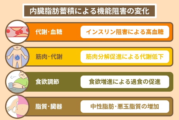 内臓脂肪蓄積による機能阻害の変化
