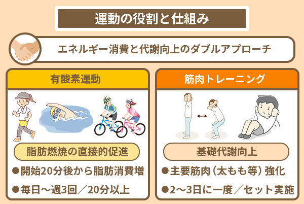 運動の役割と仕組み
