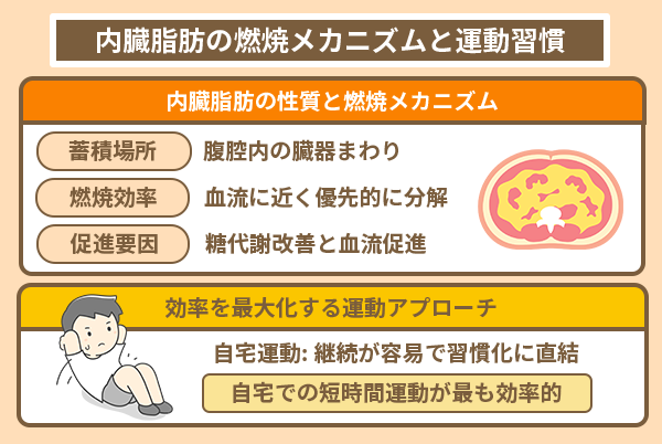 内臓脂肪の燃焼メカニズムと運動習慣